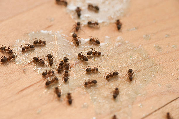 Best Emergency Pest Control  in Penn Wynne, PA
